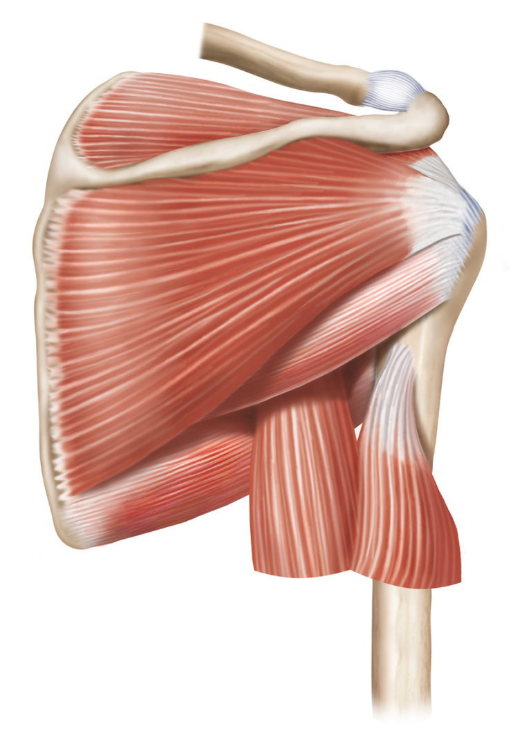 Acupuncture for Rotator Cuff Injuries