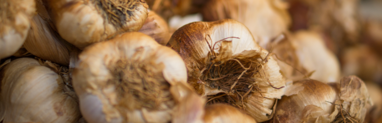 Promising Use for Garlic in Hypertension