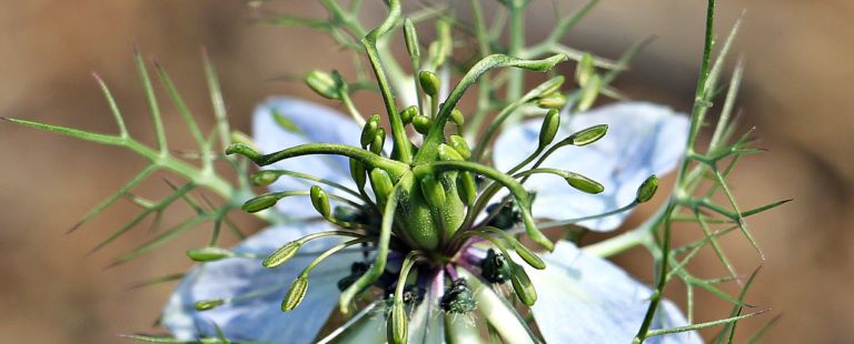 Black Fennel Seed: Miracle Herb