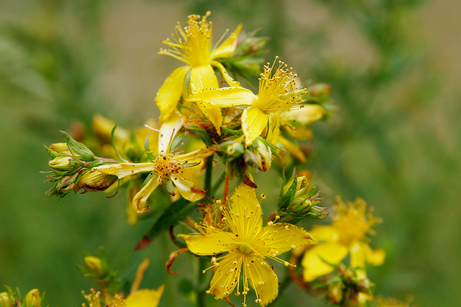 st johns wort for stress relief
